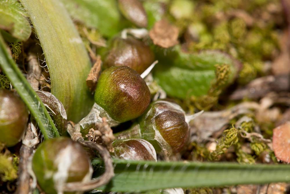 Ail petit Moly Allium chamaemoly L., 1753