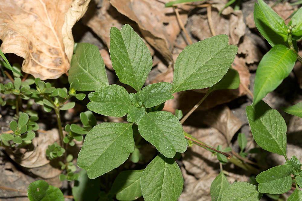 Amarante livide, Amarante Blite Amaranthus blitum L., 1753