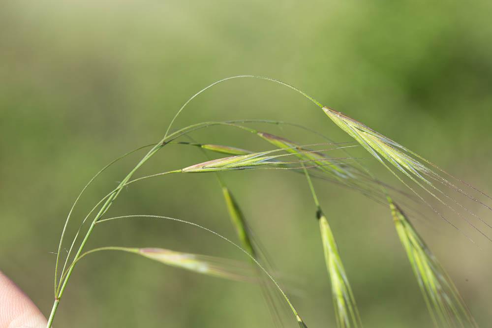 Brome stérile Anisantha sterilis (L.) Nevski, 1934