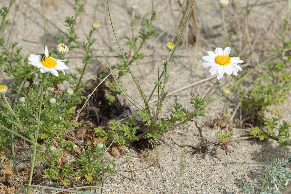 Anthémis maritime, Camomille maritime Anthemis maritima L., 1753