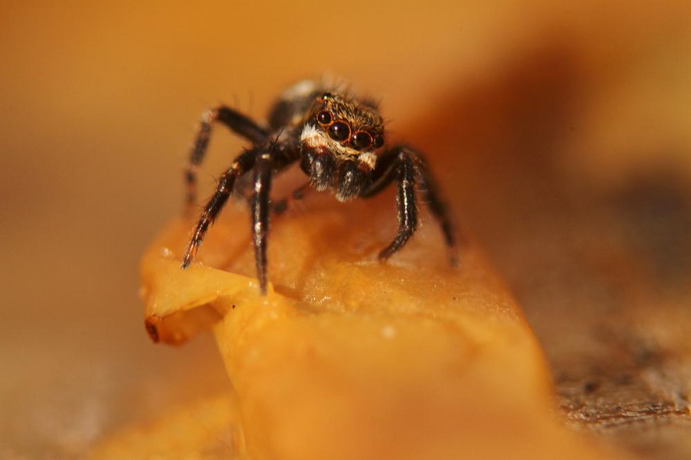 Pseudeuophrys erratica (Walckenaer, 1826)