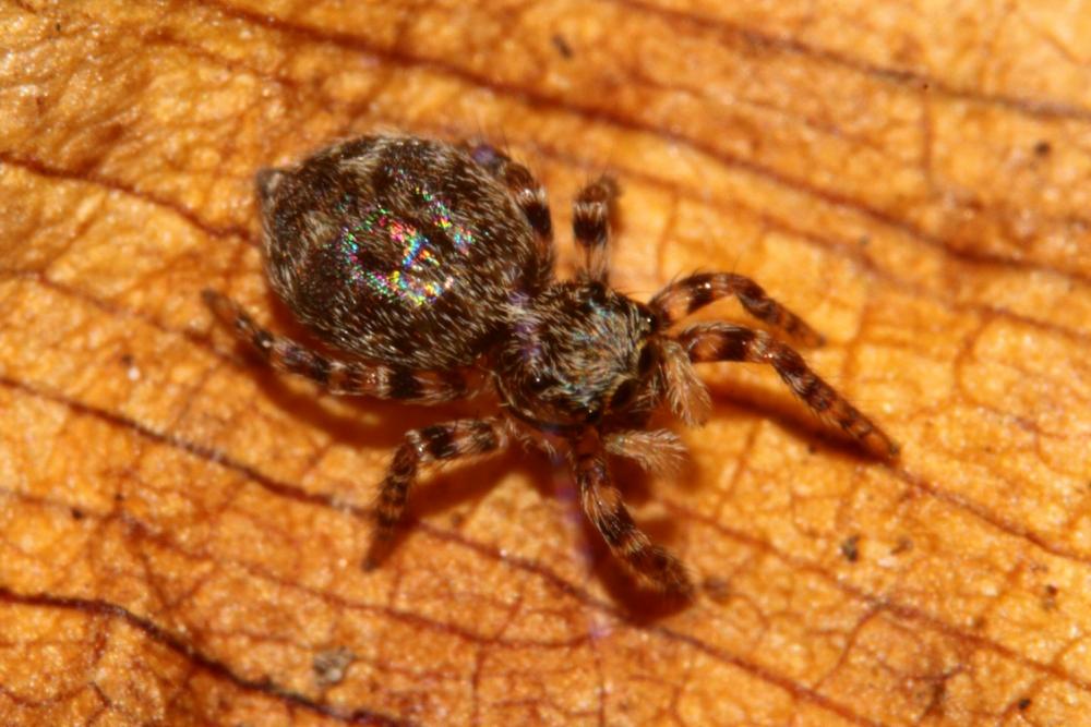 Pseudeuophrys erratica (Walckenaer, 1826)