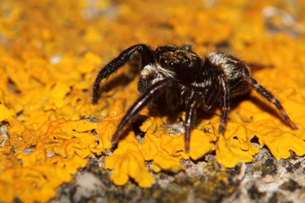 Pseudeuophrys erratica (Walckenaer, 1826)