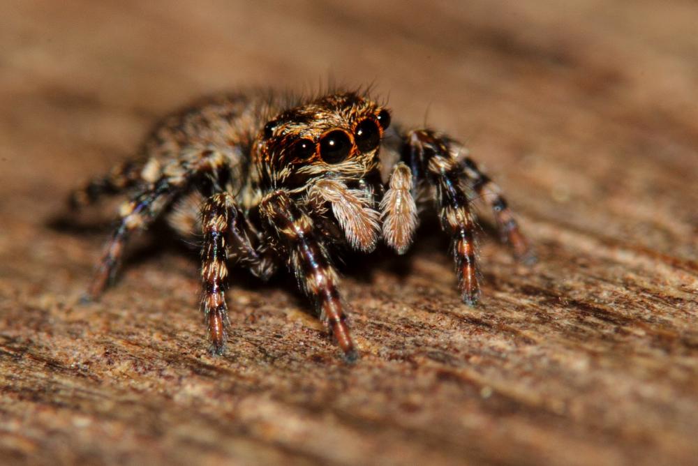  Pseudeuophrys erratica (Walckenaer, 1826)