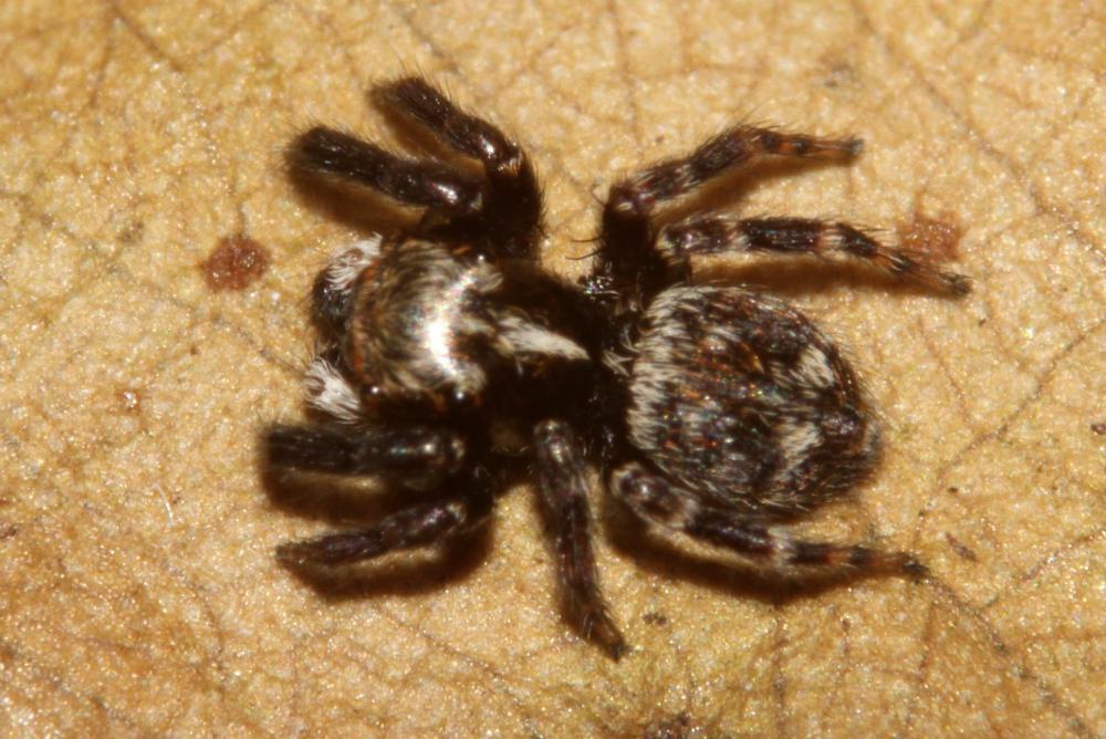  Pseudeuophrys erratica (Walckenaer, 1826)