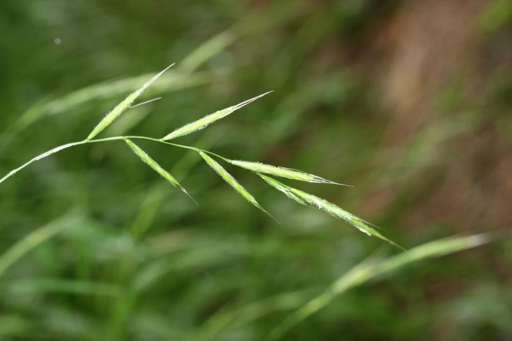 Brachypode des bois, Brome des bois Brachypodium sylvaticum (Huds.) P.Beauv., 1812