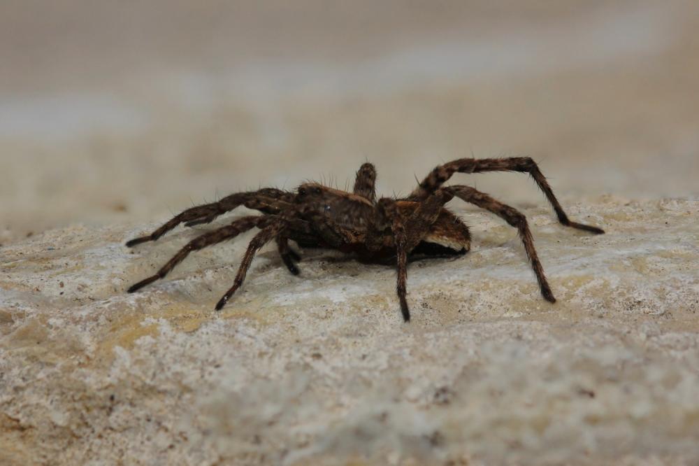 Lycose renard Alopecosa cuneata (Clerck, 1758)