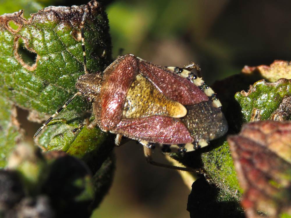 Punaise brune à antennes & bords panachés Dolycoris baccarum (Linnaeus, 1758)