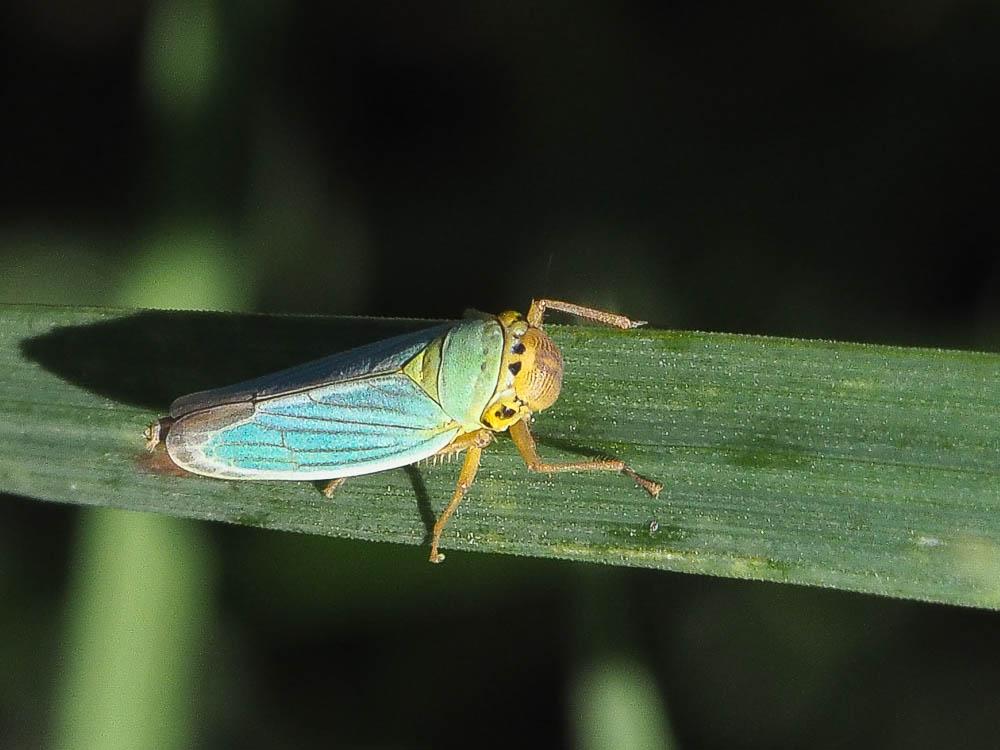 Cicadelle verte Cicadella viridis (Linnaeus, 1758)