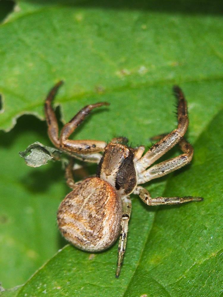 Xystique Xysticus