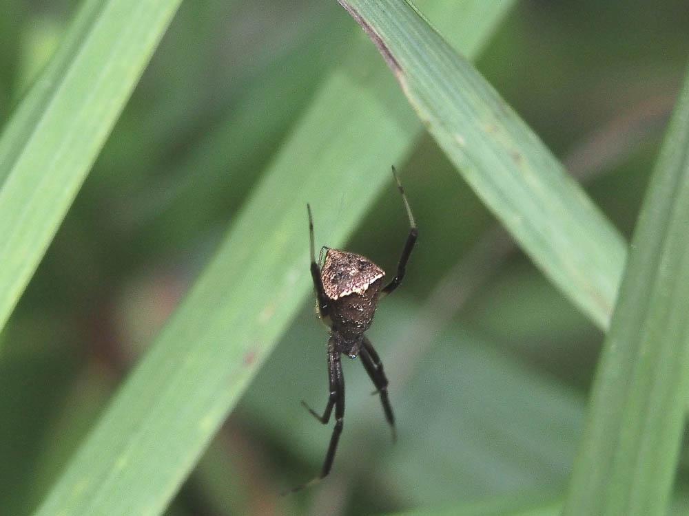 Épisine tronqué Episinus truncatus Latreille, 1809