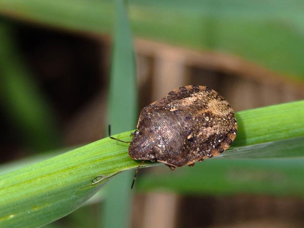 Eurygaster maura (Linnaeus, 1758)