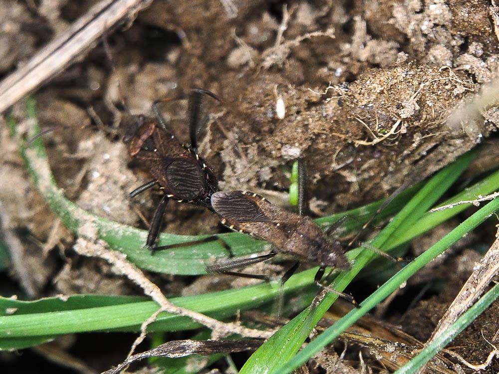 Alydus calcaratus (Linnaeus, 1758)