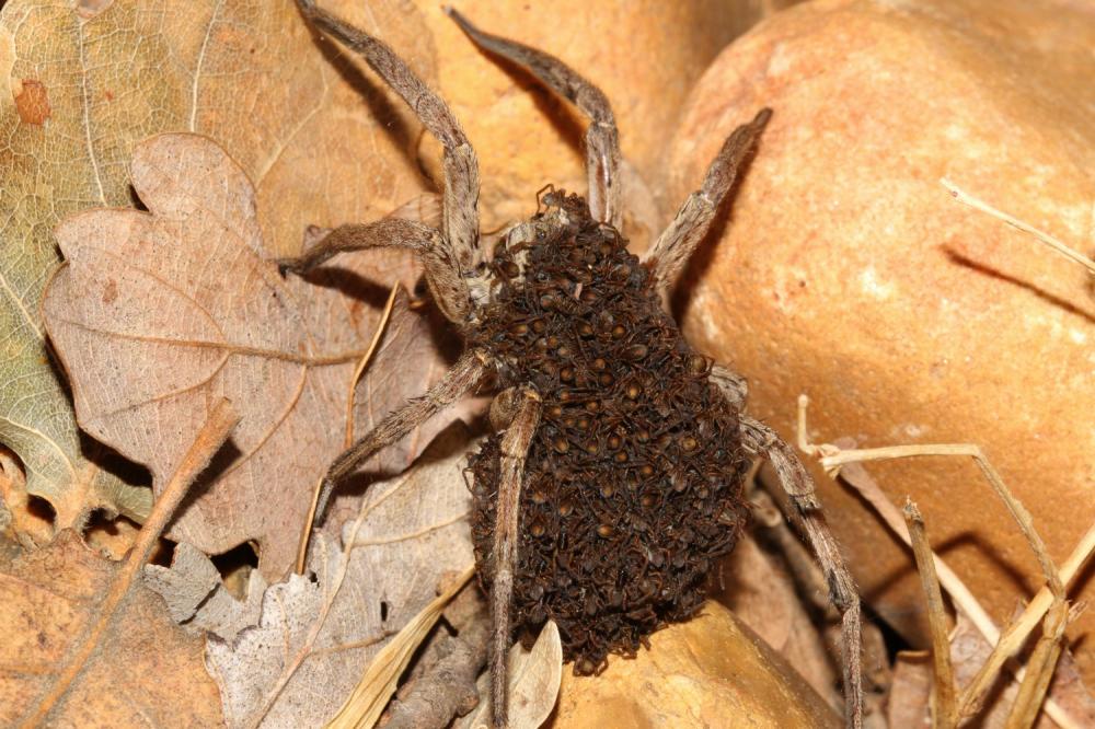 Lycose tarentuline Hogna radiata (Latreille, 1817)