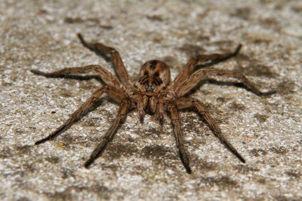 Lycose tarentuline Hogna radiata (Latreille, 1817)