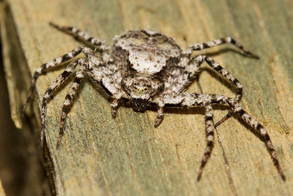 Philodrome tigré Philodromus margaritatus (Clerck, 1758)