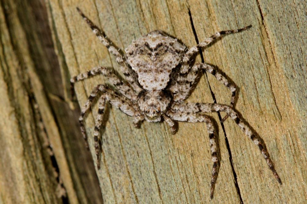Philodrome tigré Philodromus margaritatus (Clerck, 1758)