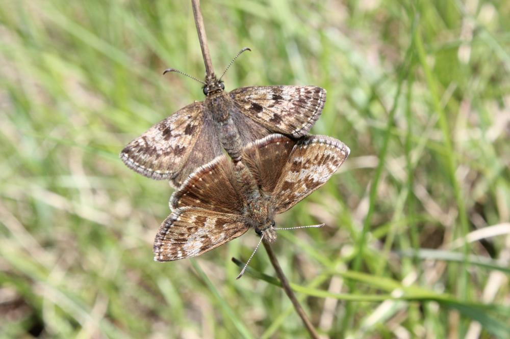 Point de Hongrie (Le), Grisette (La) Erynnis tages (Linnaeus, 1758)