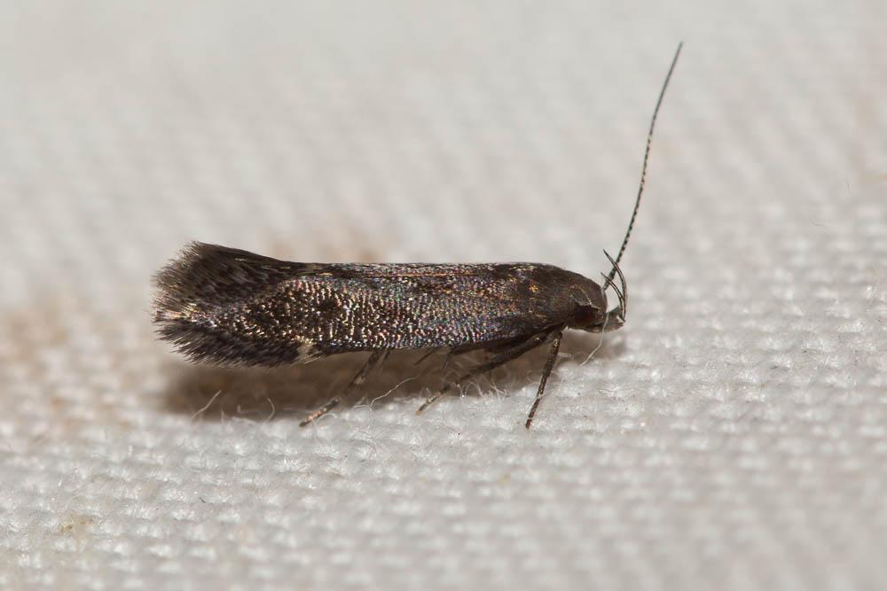 Syncopacma patruella (Mann, 1857)