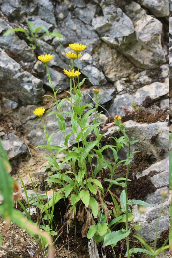 Buphtalme oeil-de-boeuf, Oeil-de-boeuf Buphthalmum salicifolium L., 1753