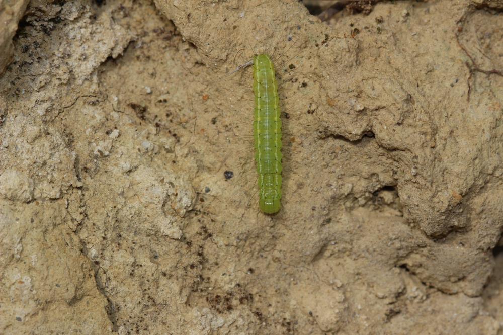 Troënière (La) Craniophora ligustri (Denis & Schiffermüller, 1775)