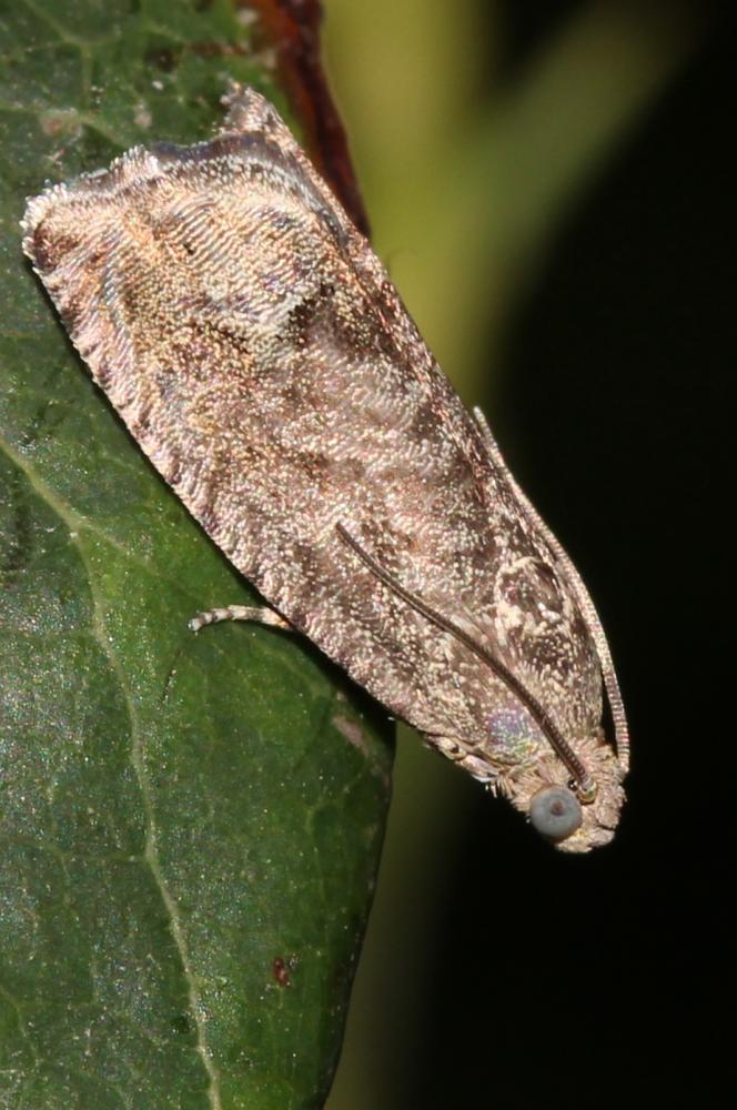 Cydia fagiglandana (Zeller, 1841)