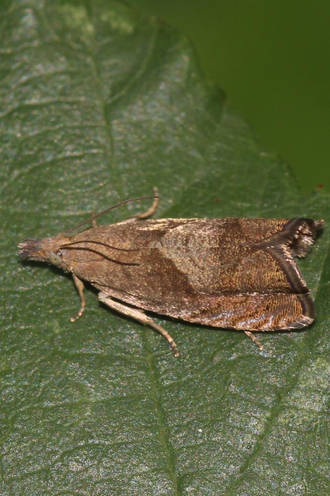  Dichrorampha simpliciana (Haworth, 1811)