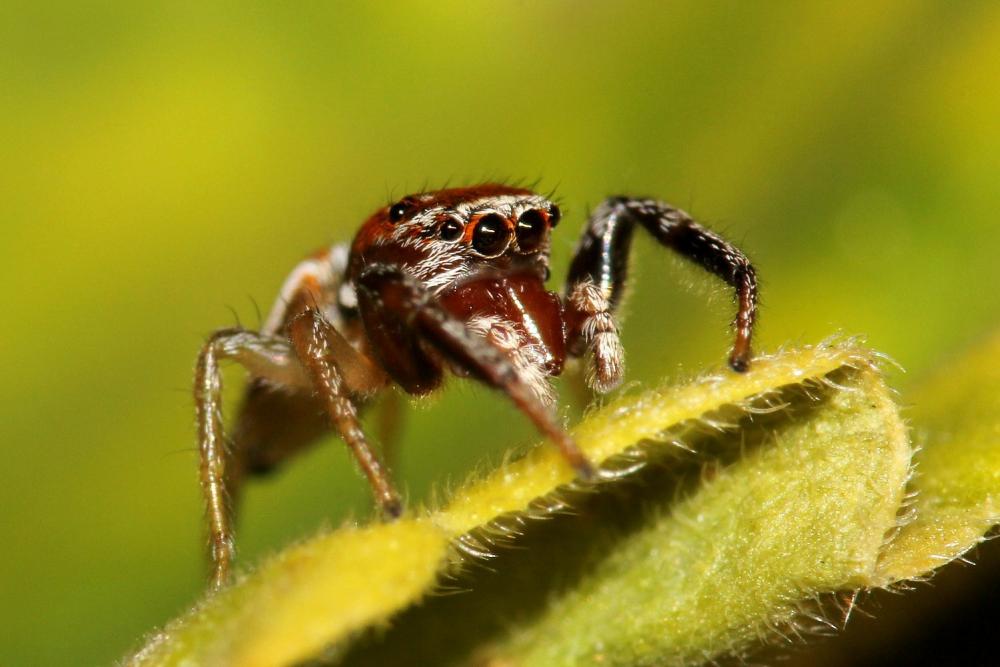 Icius hamatus (C.L. Koch, 1846)