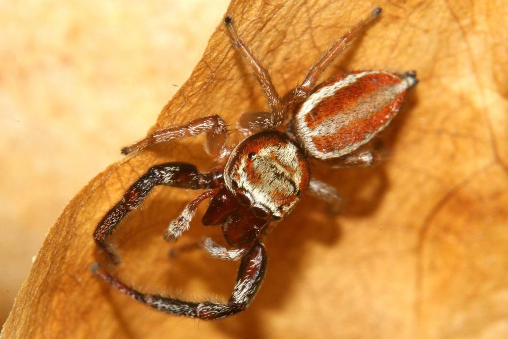  Icius hamatus (C.L. Koch, 1846)