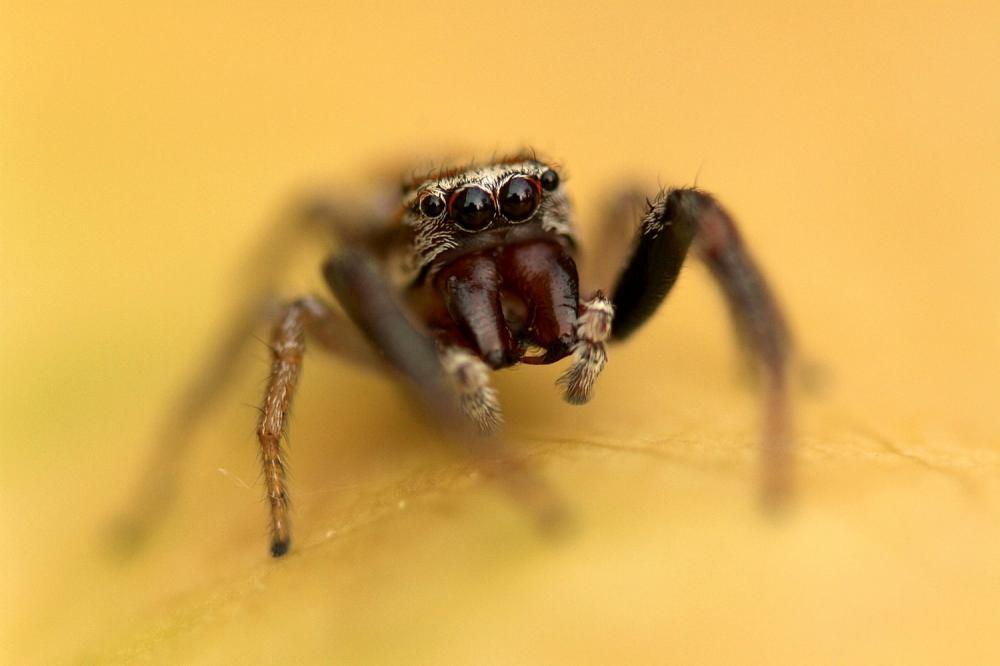  Icius hamatus (C.L. Koch, 1846)