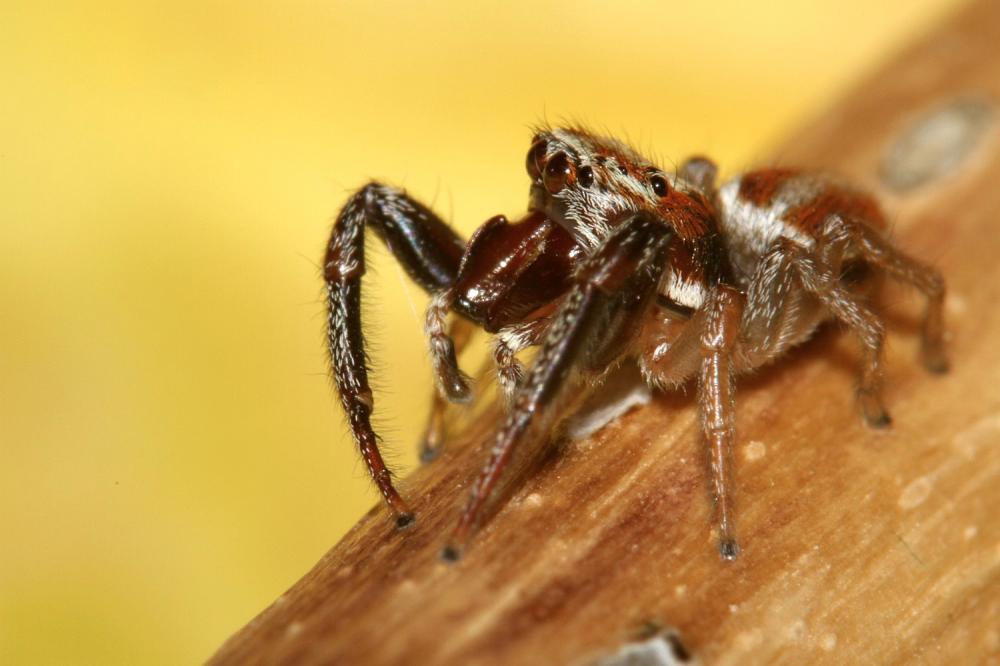  Icius hamatus (C.L. Koch, 1846)