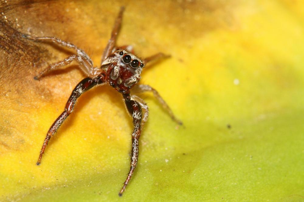  Icius hamatus (C.L. Koch, 1846)