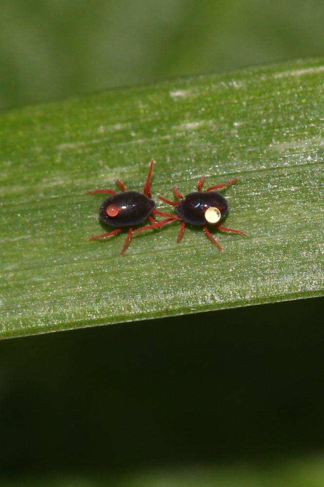  Penthaleus 