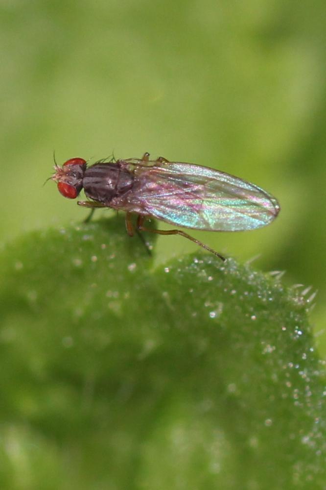  Scaptomyza Hardy, 1850