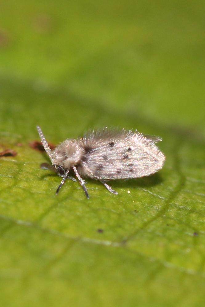 Psychoda erminea Eaton, 1898