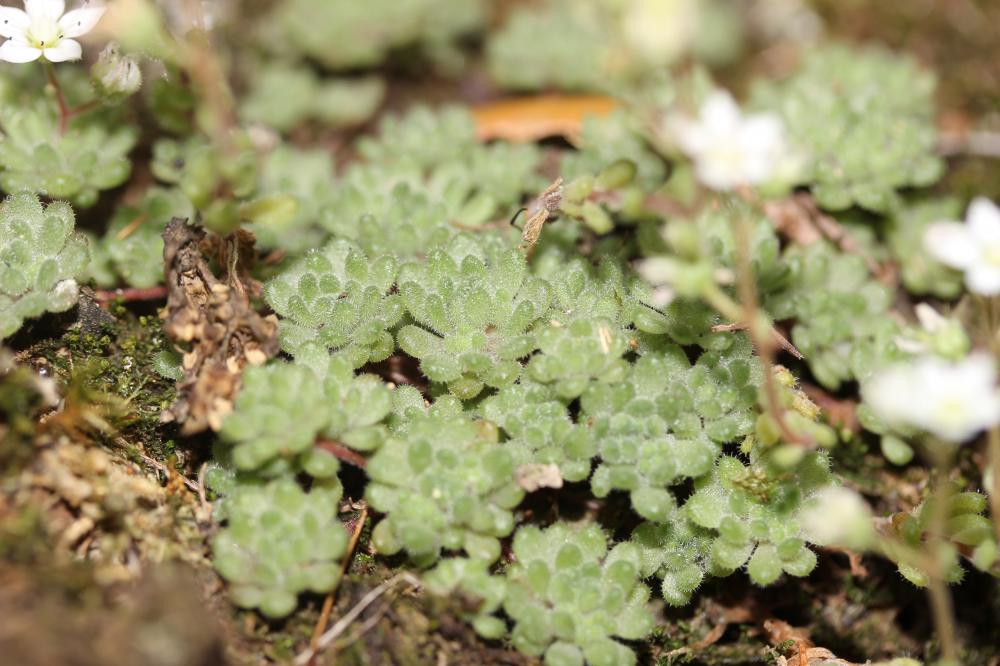 Orpin hérissé, Sédum hérissé Sedum hirsutum All., 1785