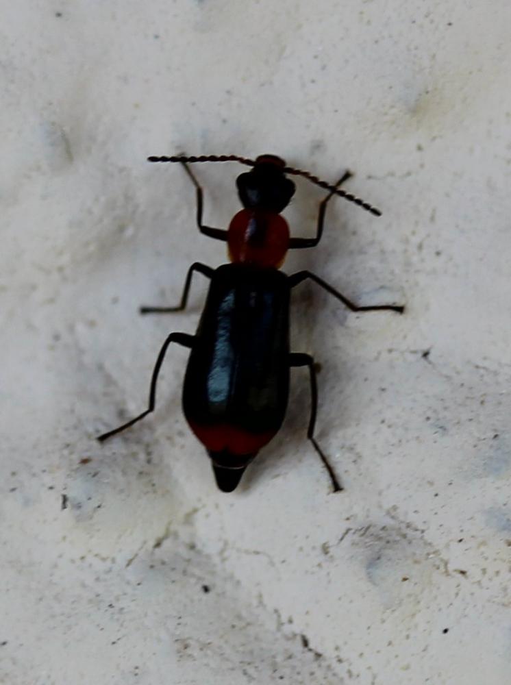Attalus minimus (Rossi, 1790)