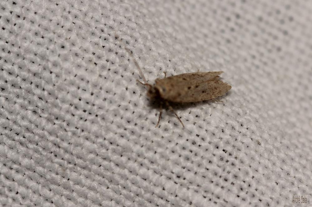 Gelechiidae Stainton, 1854