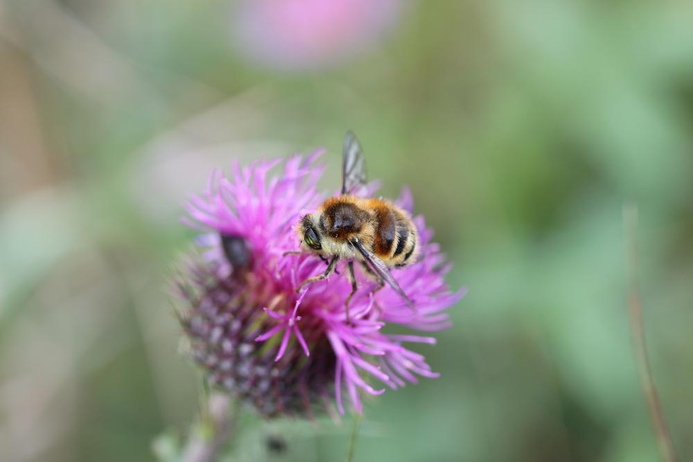 Fallenia fasciata (Fabricius, 1805)