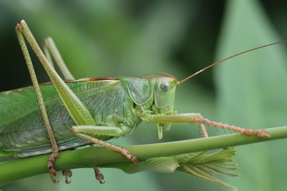 Grande Sauterelle verte, Sauterelle verte (des pré Tettigonia viridissima (Linnaeus, 1758)
