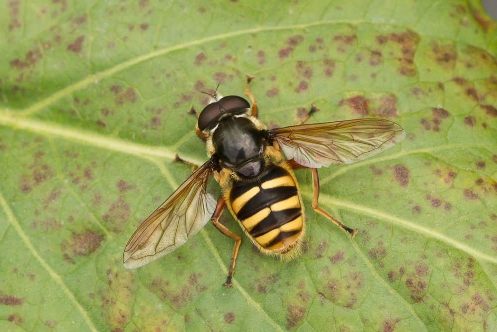 Sericomyia silentis (Harris, 1776)