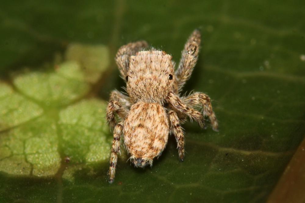  Neaetha membrosa (Simon, 1868)