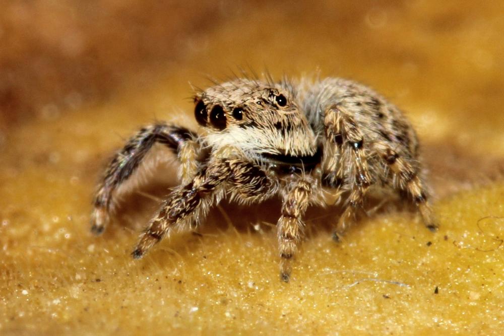 Neaetha membrosa (Simon, 1868)