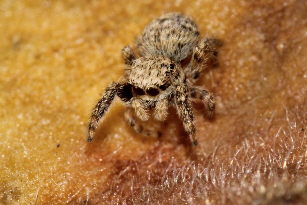 Neaetha membrosa (Simon, 1868)