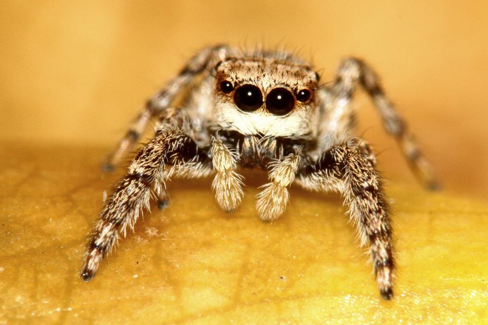 Neaetha membrosa (Simon, 1868)