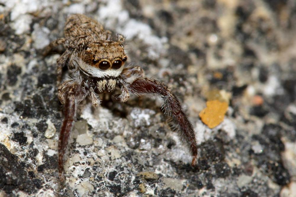 Neaetha membrosa (Simon, 1868)