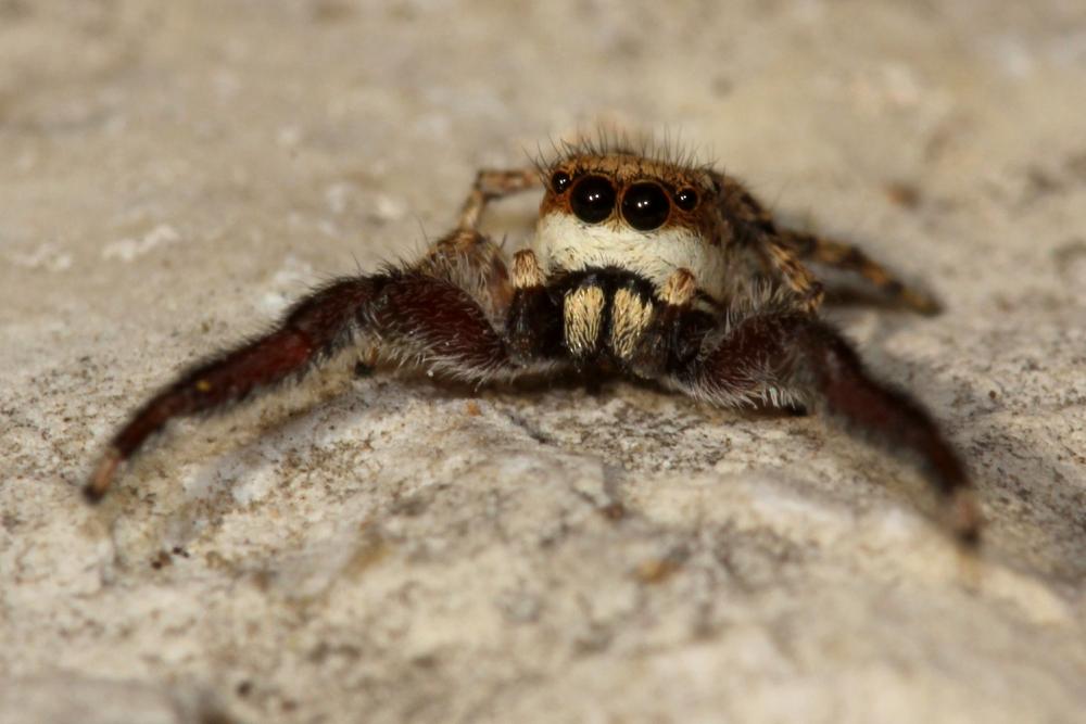  Neaetha membrosa (Simon, 1868)