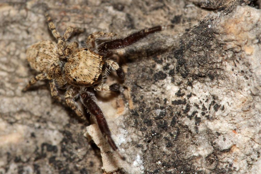  Neaetha membrosa (Simon, 1868)