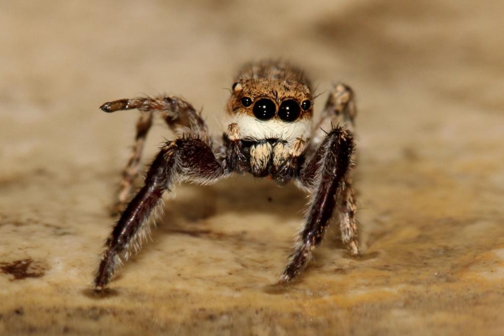  Neaetha membrosa (Simon, 1868)