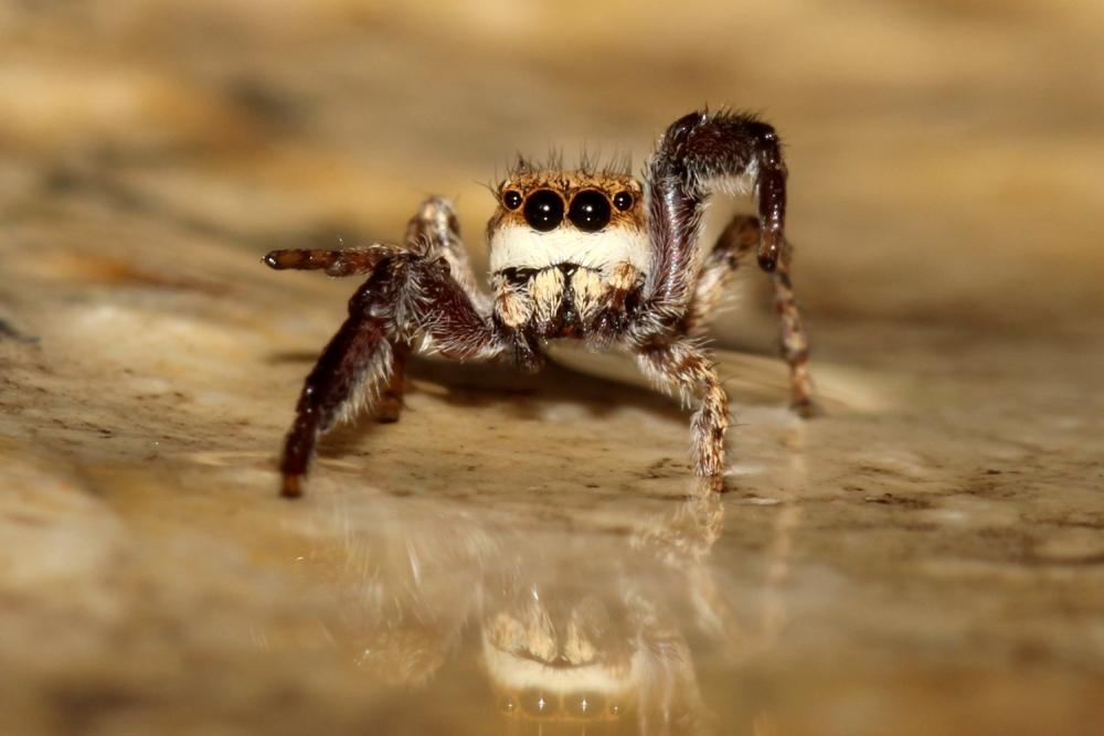 Neaetha membrosa (Simon, 1868)